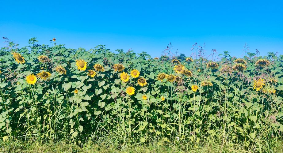 Mooie zonnebloemen Toscane